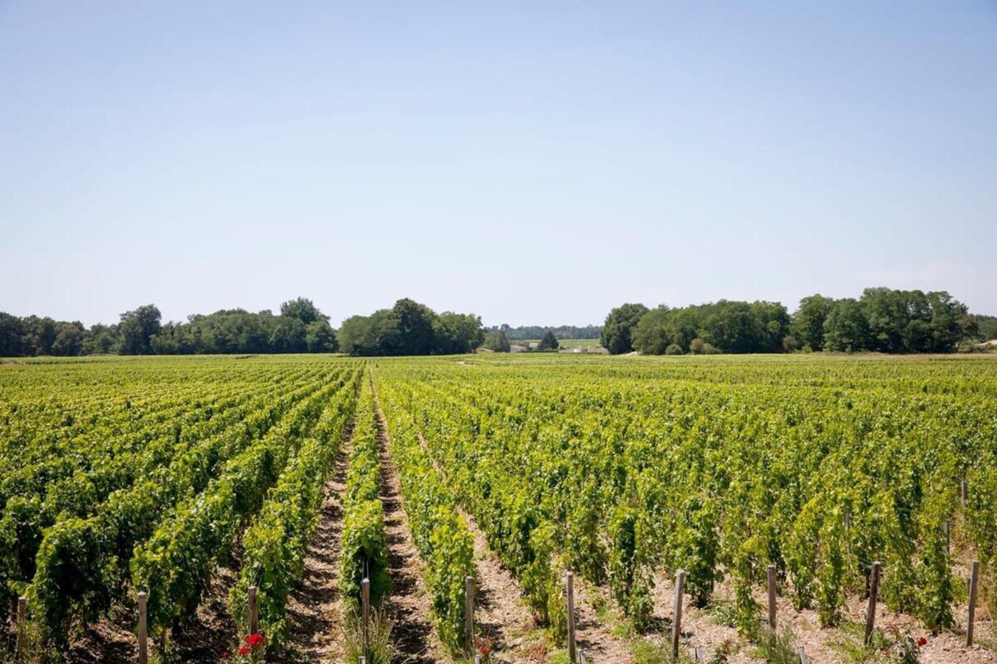 Chateau Malescasse Lamarque 外观 照片